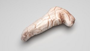 3D Pancreas With Pancreas Section model
