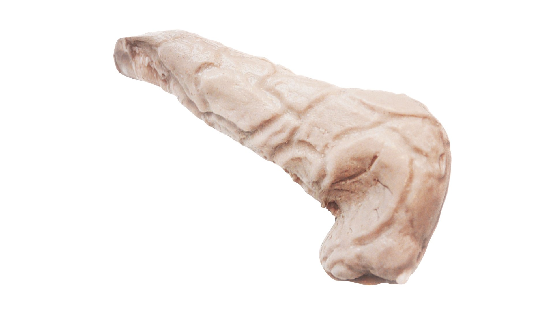 3D Pancreas With Pancreas Section model https://p.turbosquid.com/ts-thumb/4d/YFK5Ej/Aw/pancreas9/jpg/1718392446/1920x1080/fit_q87/ea75612954662b5f1cd3981e29e75888ce2ade2d/pancreas9.jpg