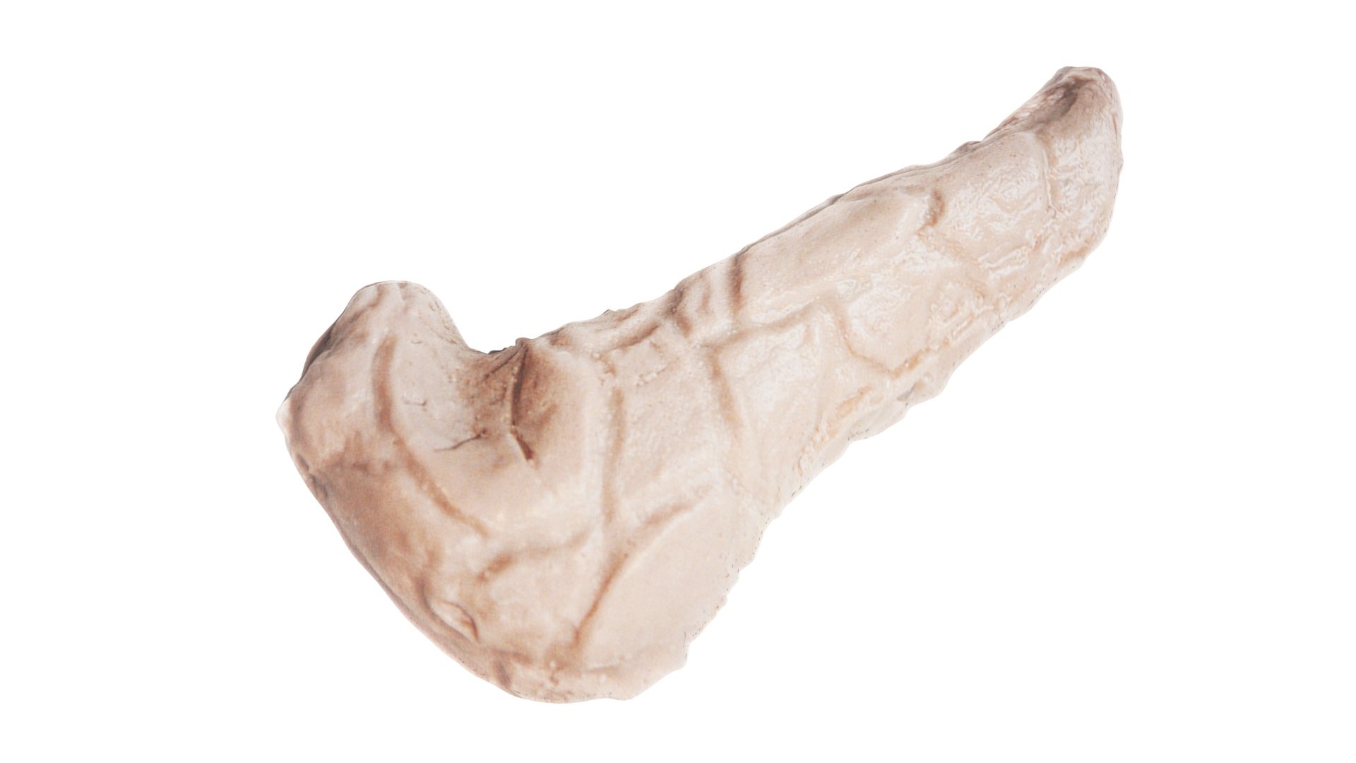 3D Pancreas With Pancreas Section model https://p.turbosquid.com/ts-thumb/4d/YFK5Ej/OY/pancreas10/jpg/1718392446/1920x1080/fit_q87/215faa6180ff11edc02c74cc618583e4c1a1a25f/pancreas10.jpg