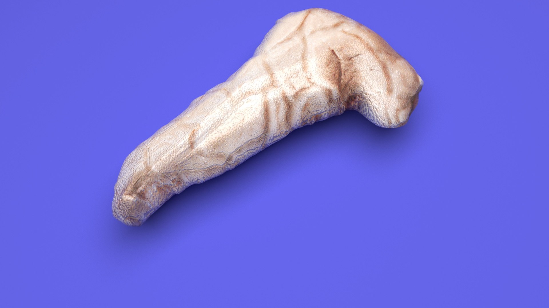 3D Pancreas With Pancreas Section model https://p.turbosquid.com/ts-thumb/4d/YFK5Ej/Tw/pancreas6/jpg/1718392448/1920x1080/fit_q87/843c336c7357256b15264706bf245e2eb83b3f24/pancreas6.jpg