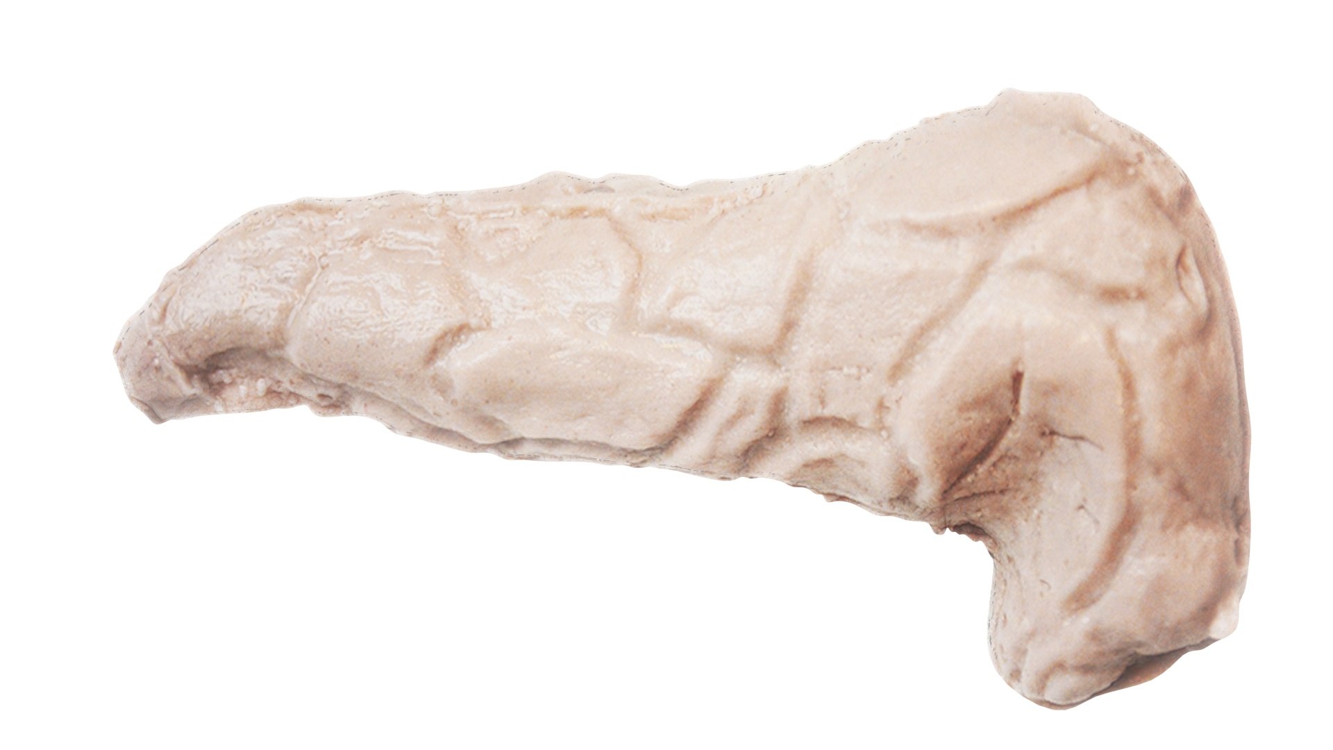 3D Pancreas With Pancreas Section model https://p.turbosquid.com/ts-thumb/4d/YFK5Ej/kA/pancreas13/jpg/1718392445/1920x1080/fit_q87/b8338cb94d3f30d70b78d99583e38225d0a070cf/pancreas13.jpg