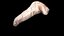 Pancreas