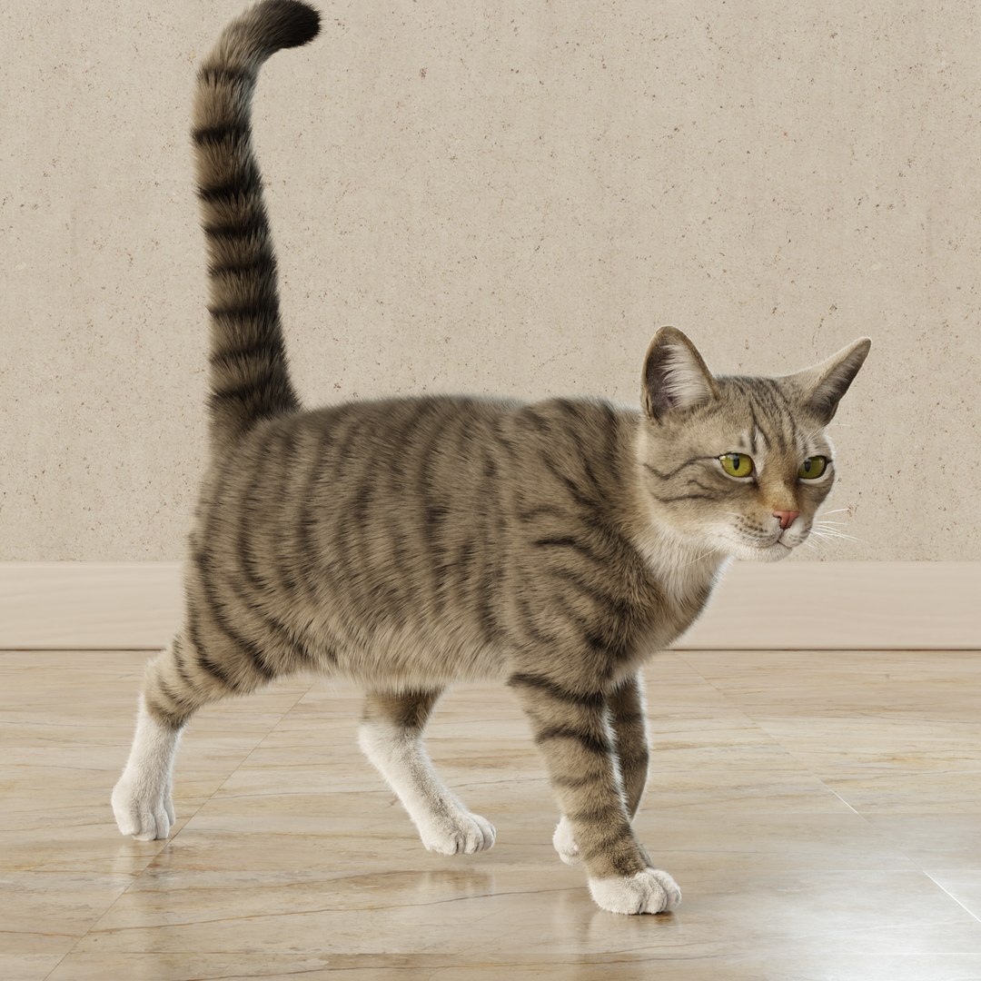 3D Cat Gray Tabby Rigged Animated Model - TurboSquid 2114391