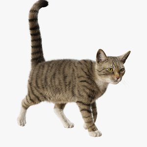 3D Cat Gray Tabby Rigged Animated model