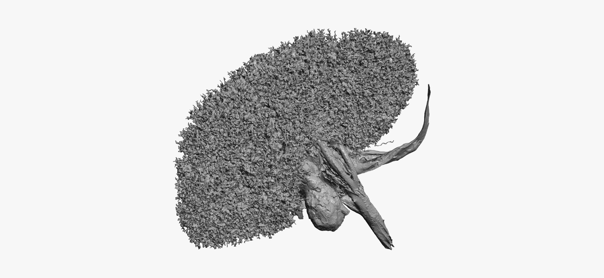 3D Pig Kidney Circulatory System 01 RAW Scan TurboSquid 1957038