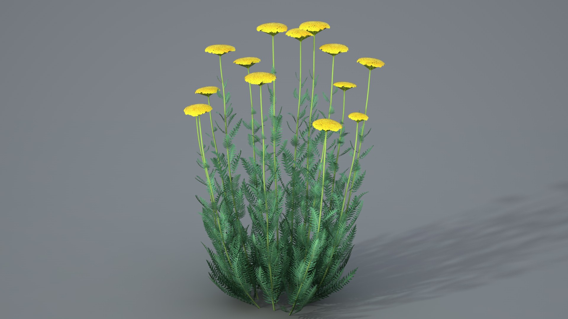 landscape achillea 3D model https://p.turbosquid.com/ts-thumb/4d/xeofxe/ANKyoLmK/achilleavray02/jpg/1581671559/1920x1080/fit_q87/e717ce0fc93574405943e7f4f123faaec3897ebe/achilleavray02.jpg