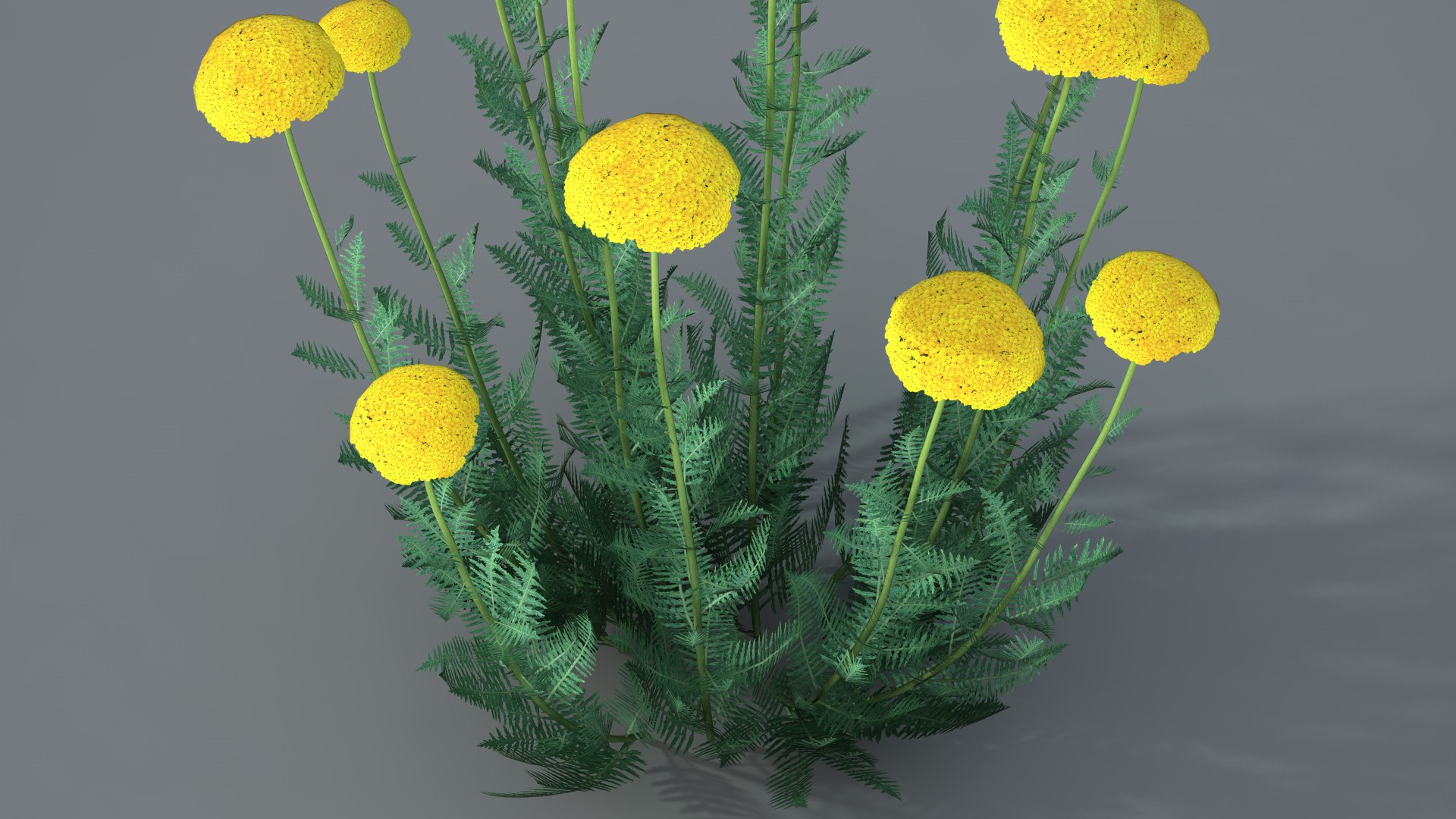 landscape achillea 3D model https://p.turbosquid.com/ts-thumb/4d/xeofxe/nooQnYNM/achilleavray05/jpg/1581671559/1920x1080/fit_q87/9914a903e48d9df9f3f984f5a12d17aceca2e9ad/achilleavray05.jpg