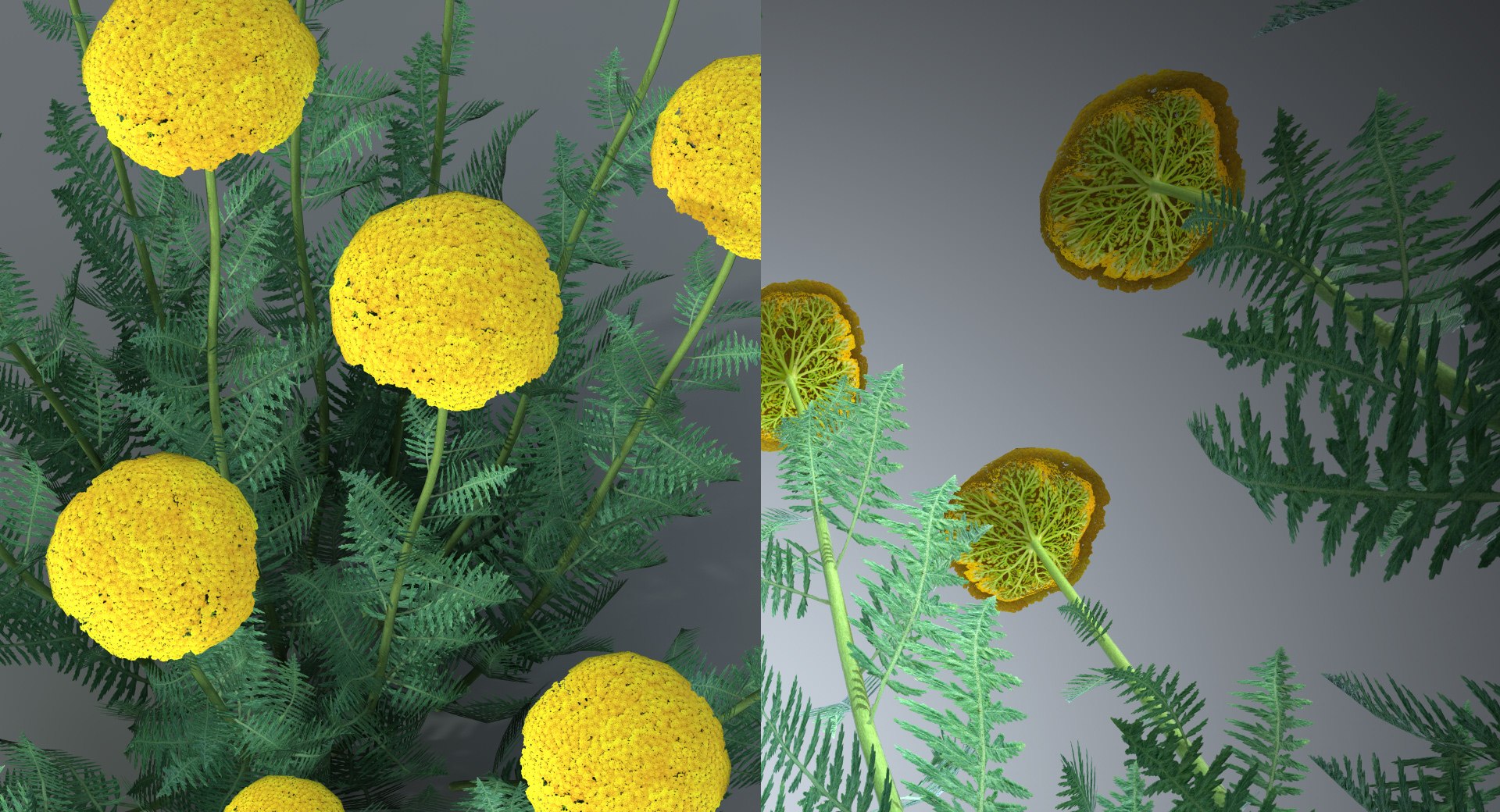 landscape achillea 3D model https://p.turbosquid.com/ts-thumb/4d/xeofxe/ycuukm9z/achilleagp/jpg/1581671559/1920x1080/fit_q87/9bb65b53881e5027c687c7cd5519012980bfddc0/achilleagp.jpg