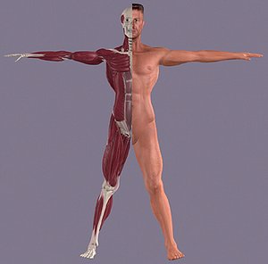 male anatomy 3d model
