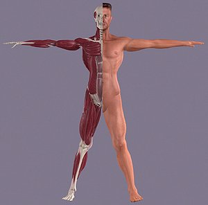 Anatomy_male.3ds