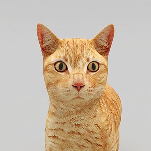 cat 3d model