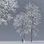 Ash-tree02winter15