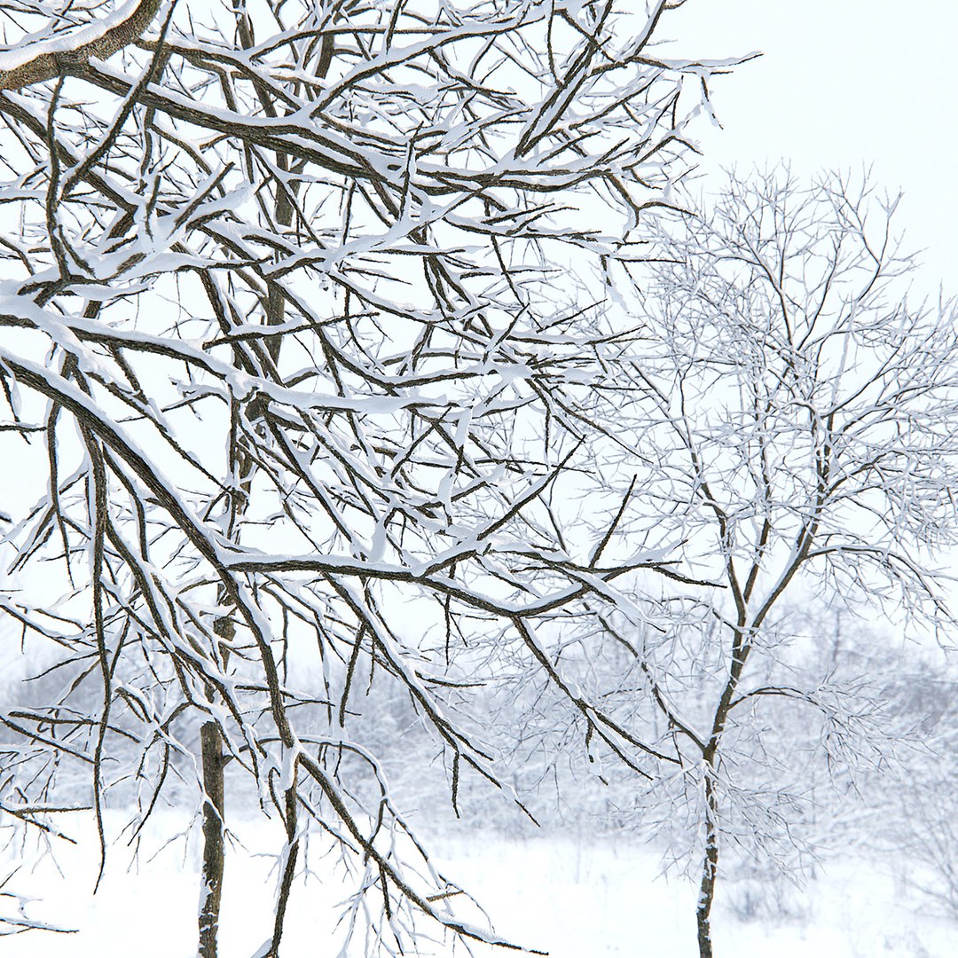 3D tree ash winter https://p.turbosquid.com/ts-thumb/4e/MLCKvb/EG/310/jpg/1612609793/1920x1080/fit_q87/d61f59db2c3059d102a8da612138f4d0b06f14a1/310.jpg