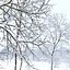 Ash-tree02winter15