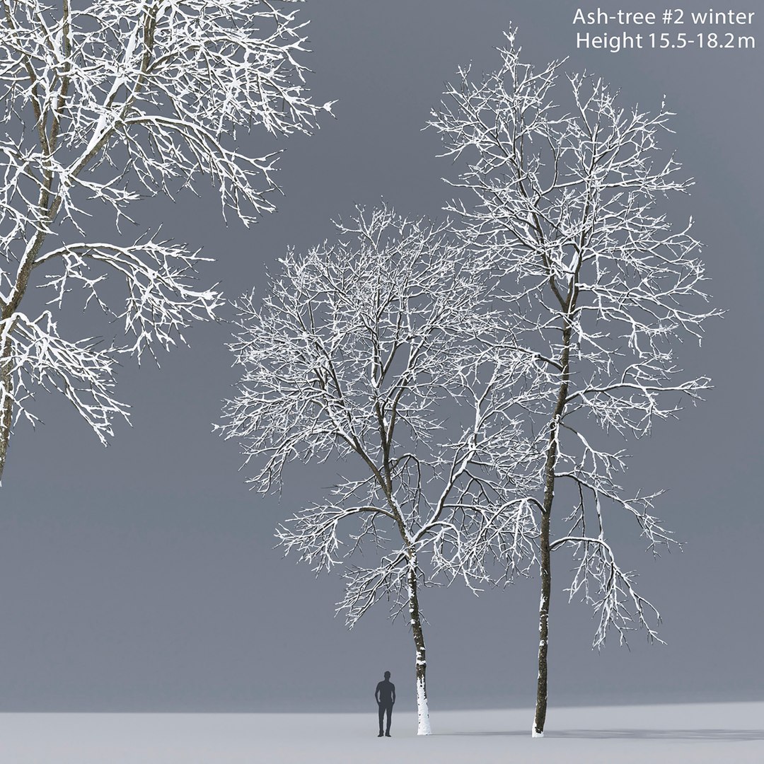 3D tree ash winter https://p.turbosquid.com/ts-thumb/4e/MLCKvb/gl/110/jpg/1612609793/1920x1080/fit_q87/46505f13bc1a5cc7dc95448865d4a3b482a84d8e/110.jpg