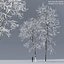 Ash-tree02winter15