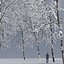 Ash-tree02winter15