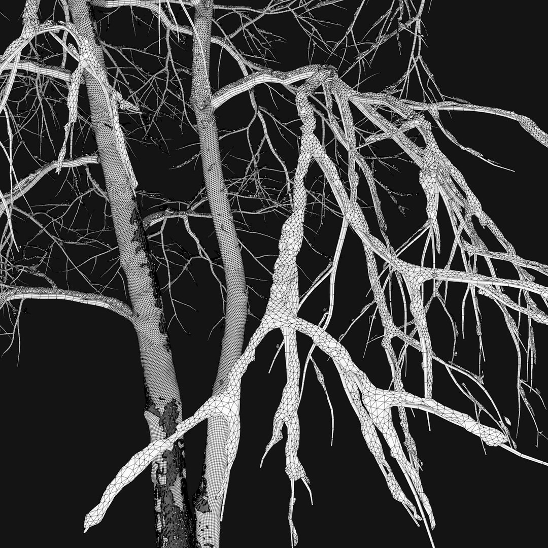 3D tree ash winter https://p.turbosquid.com/ts-thumb/4e/MLCKvb/xm/4/jpg/1612609794/1920x1080/fit_q87/11982efaeb9273511b25c27bf15a54d986e002cc/4.jpg