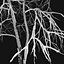 Ash-tree02winter15