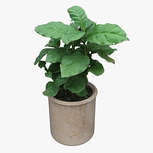 3D model Plant 07