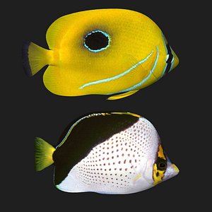 Butterfly Fish 2