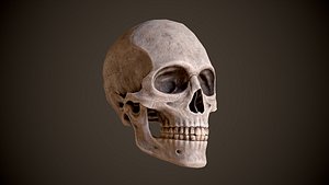 Human Male Skull Low Poly PBR