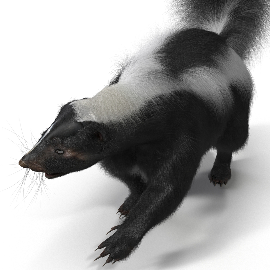 3ds max skunk pose 2 fur