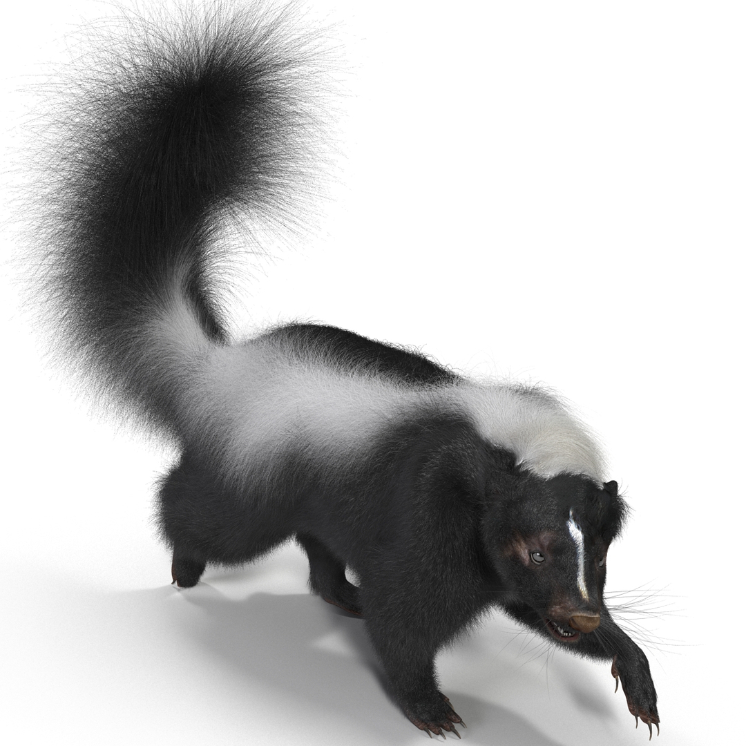 3ds max skunk pose 2 fur