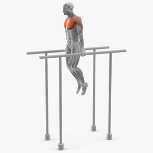 3D Male Muscular System Chest Dip Anatomy
