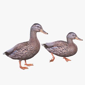 3D Mallard Duck Female model