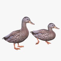 Mallard Duck Female