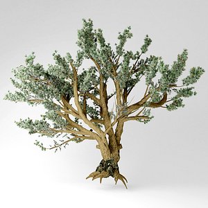 Cedar of Lebanon