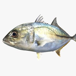 Free Sample Fish 3D Model - MEA AQUA1