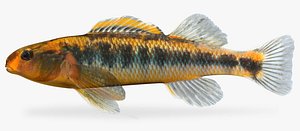 3dsmax percina roanoka roanoke darter