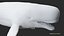 3D model Livyatan melvillei Moby dick whale rigged
