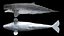 3D model Livyatan melvillei Moby dick whale rigged