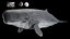 3D model Livyatan melvillei Moby dick whale rigged