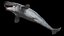 3D model Livyatan melvillei Moby dick whale rigged
