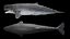 3D model Livyatan melvillei Moby dick whale rigged