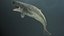 3D model Livyatan melvillei Moby dick whale rigged