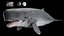 3D model Livyatan melvillei Moby dick whale rigged