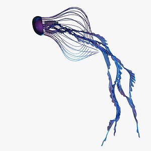 3D model jellyfish