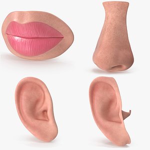 Lips Ears Nose Collection Bundle