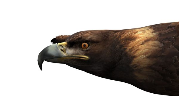 3D model eagle rigged
