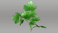 Coriandrum