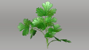 Coriandrum