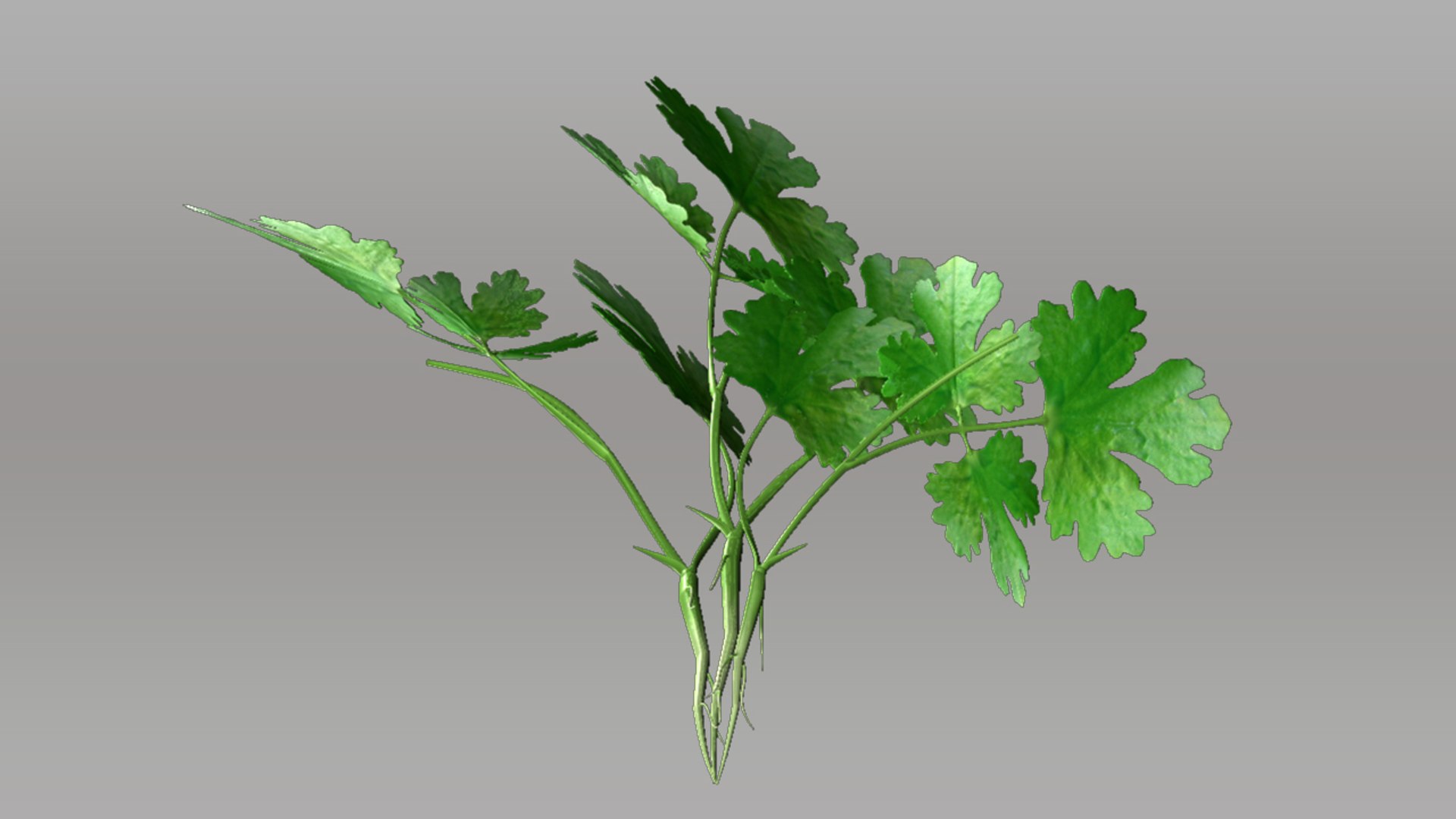 coriandrum sativum coriander obj https://p.turbosquid.com/ts-thumb/4f/8NnPcE/uzGKG54Y/coriandrum_05/jpg/1403095238/1920x1080/fit_q87/995ba2649899916372711e98372b55dc715bd02c/coriandrum_05.jpg