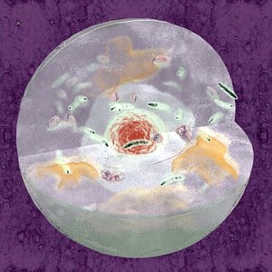 Cell Cross-Section