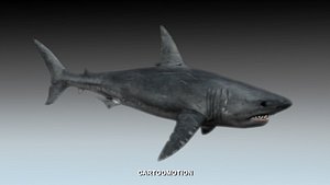 Great White Shark