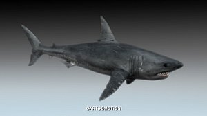 Great White Shark